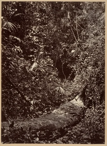 Tropical Scenery, Tropical Forest by John Moran, photograph, 1871