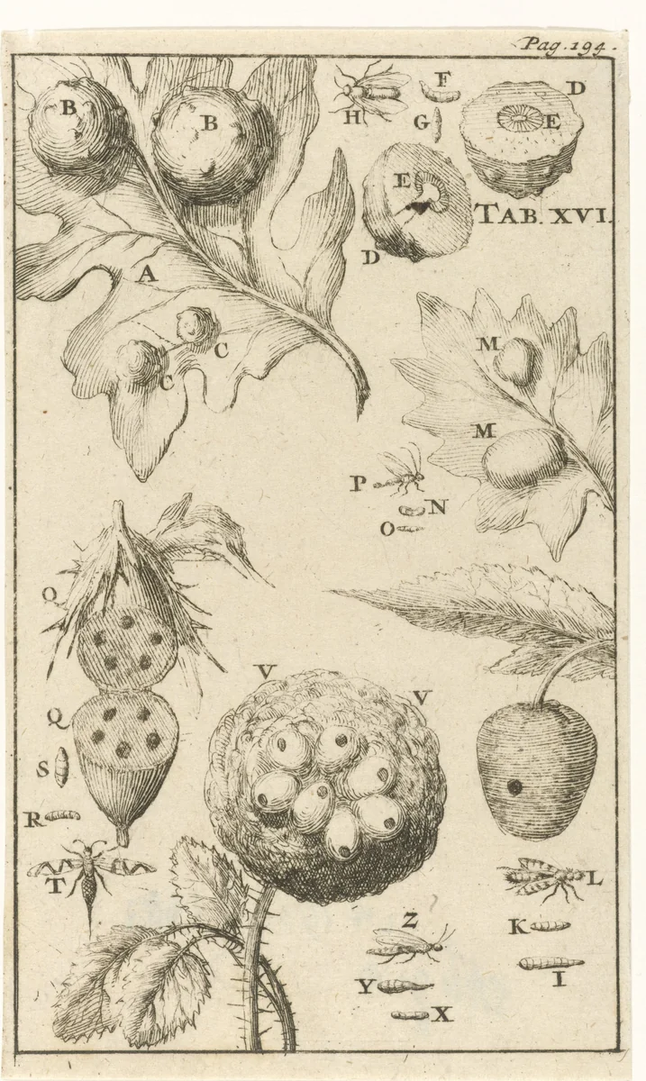 Galnotenvliegen XVI by Jan Luyken, print, 1680