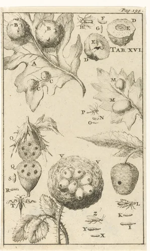 Galnotenvliegen XVI by Jan Luyken, print, 1680