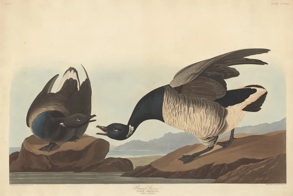 Brant Goose by Robert Havell, Jr.; John James Audubon, print, 1837