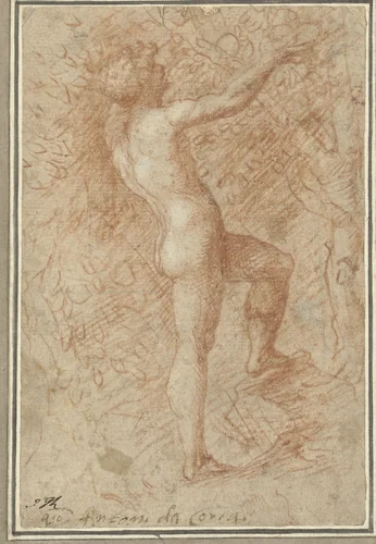 Adam plukt de appel van de boom by Correggio, drawing, 1513-1523