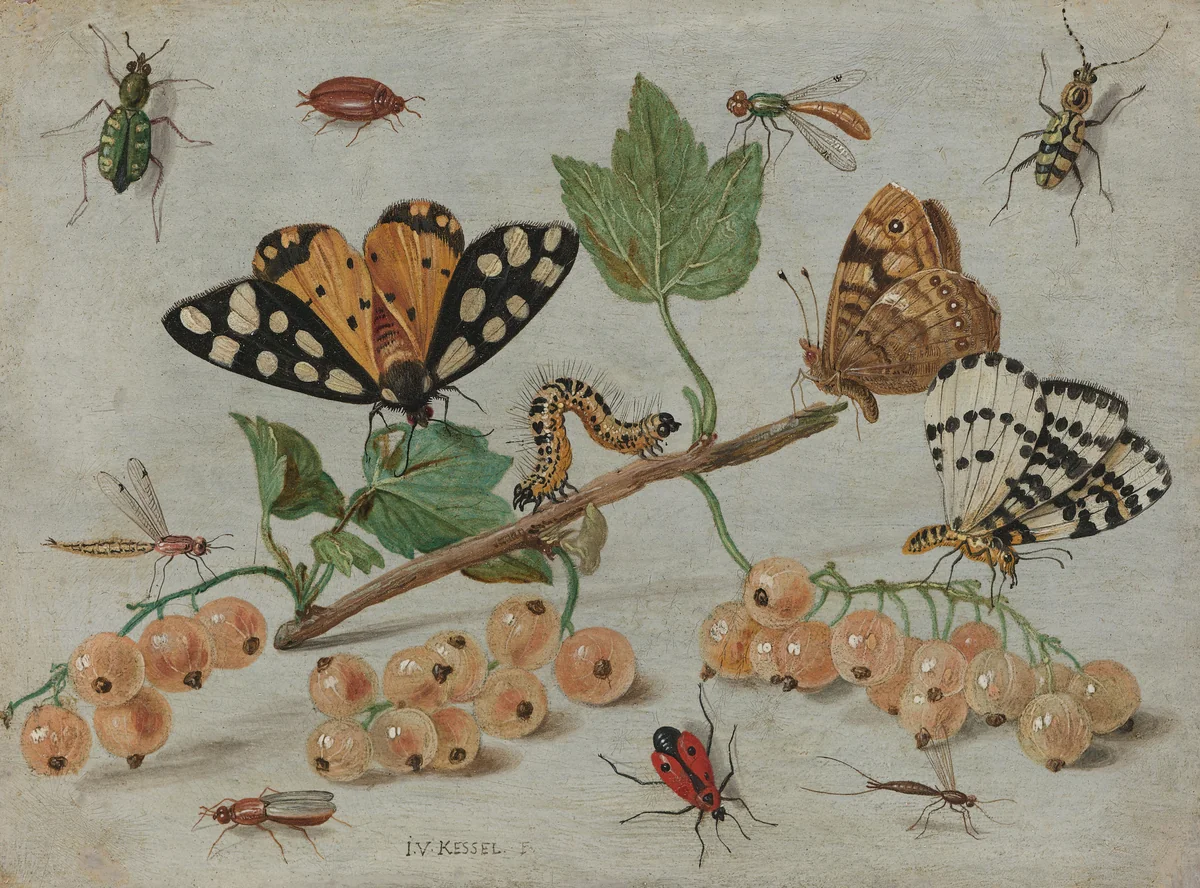 Sprig of White Currants with Insects by Jan van Kessel, painting, 1653-1661