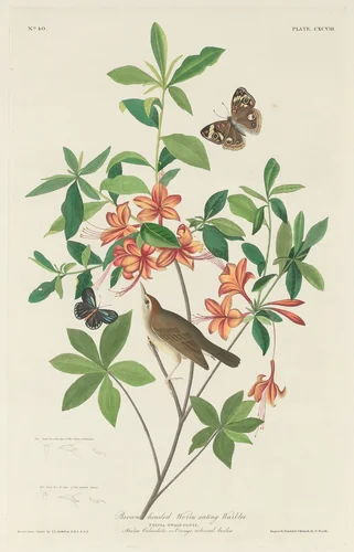 Brown-headed Worm-eating Warbler by Robert Havell, Jr.; John James Audubon, print, 1834