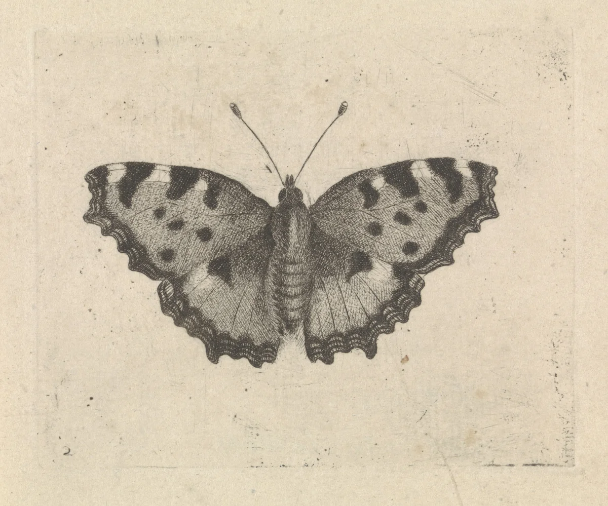 Vlinder by Pieter Lyonet, print, 1716-1789