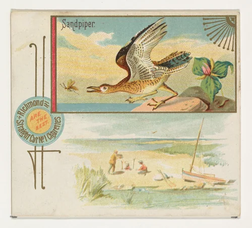 Sandpiper, from the Game Birds series (N40) for Allen & Ginter Cigarettes by Allen & Ginter, print, 1888-1890