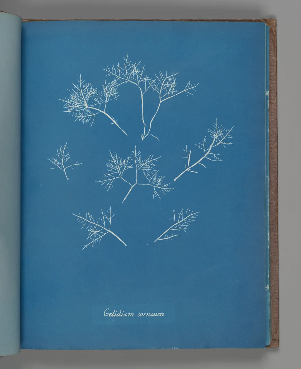 Gelidium corneum by Anna Atkins, photograph, 1851-1855
