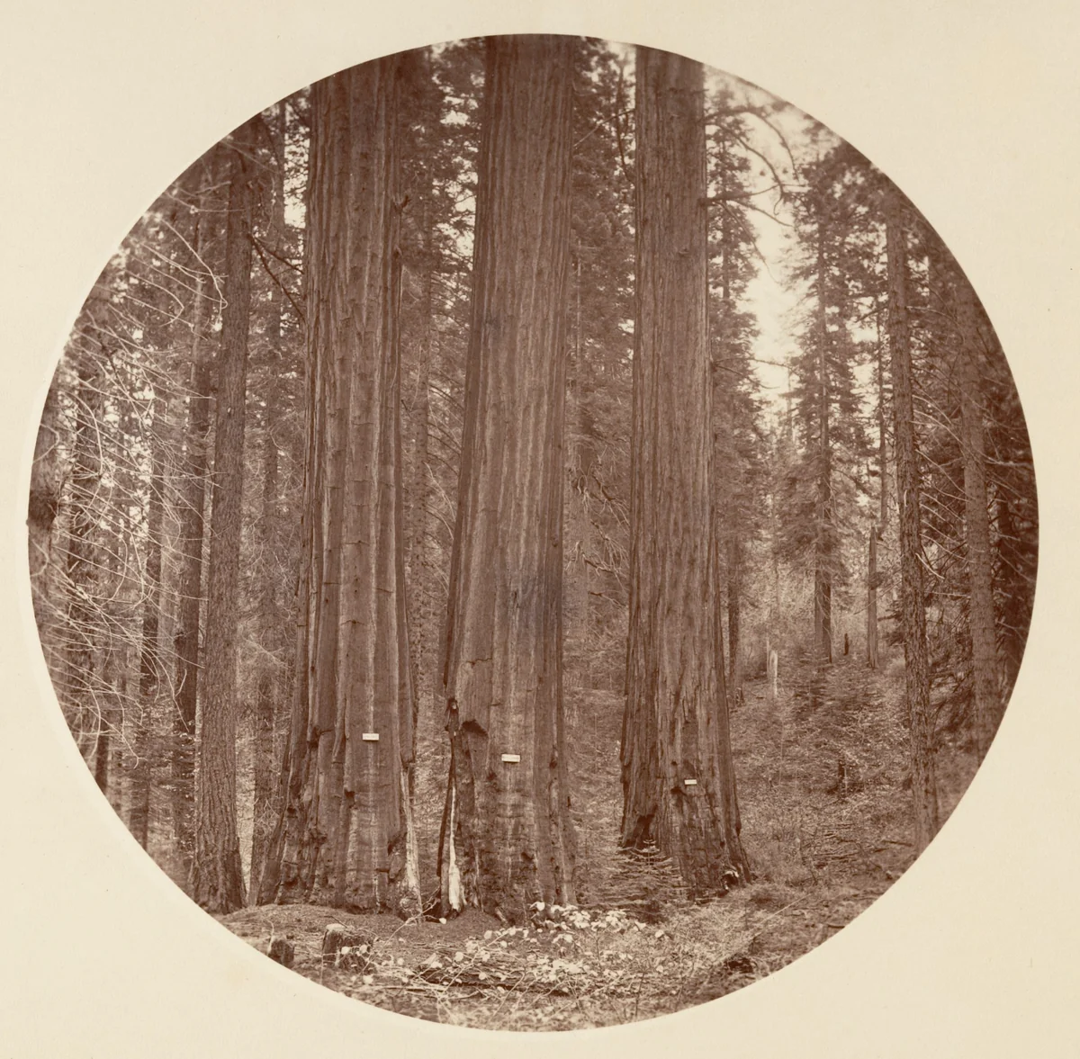 [Yosemite National Park, California] by Carleton E. Watkins, photograph, 1876-1880