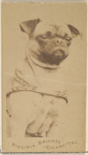 Pug, from the Dogs series (N47) for Virginia Brights Cigarettes by Allen & Ginter, photograph, 1887-1891