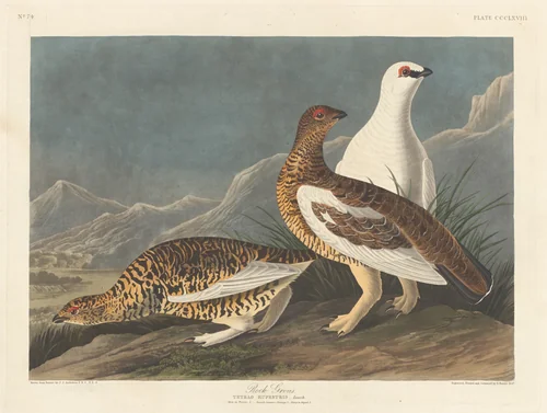 Rock Grous by Robert Havell, Jr.; John James Audubon, print, 1837