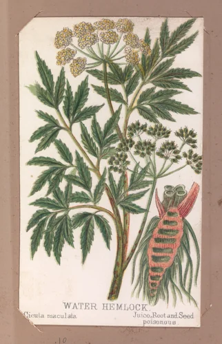 Water Hemlock from the Plants series by Louis Prang & Co., print, 1862-1869
