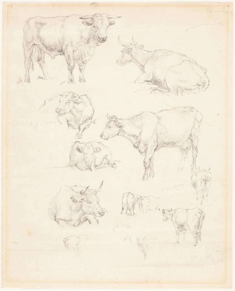 Studies of Cattle by Robert Hills, drawing, 1769-1844
