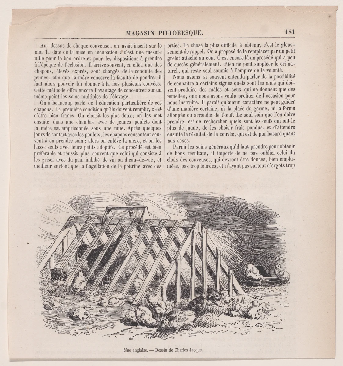 Mue anglaise, from "Le Magasin Pittoresque" by Charles Jacque, print, 1848-1864