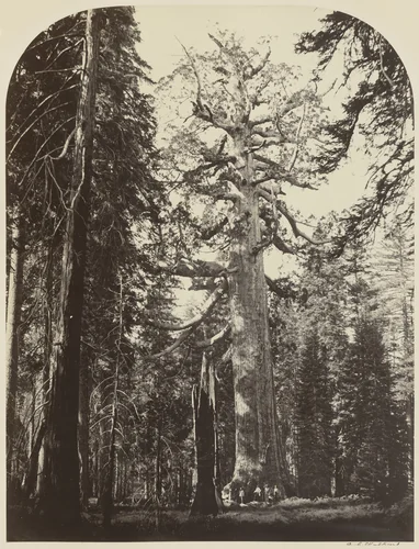Grizzly Giant, Mariposa Grove, Yosemite by Carleton E. Watkins, photograph, 1861
