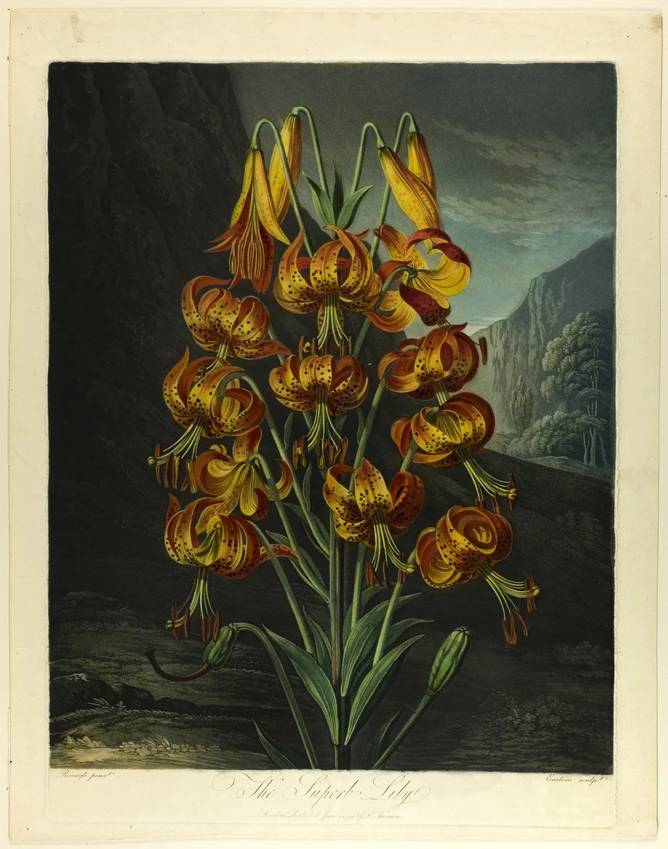 The Superb Lily, from The Temple of Flora by Richard Earlom
Richard Reinagle
Robert John Thornton, print, 1799