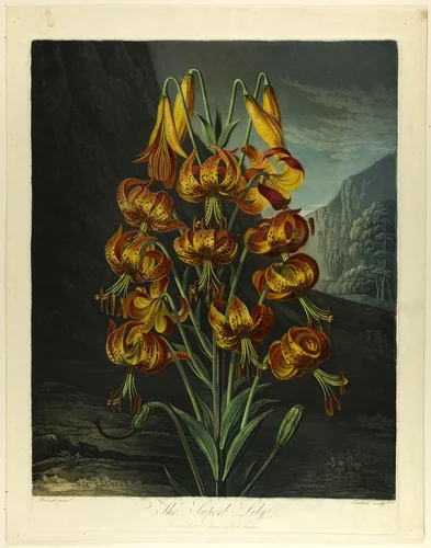 The Superb Lily, from The Temple of Flora by Richard Earlom
Richard Reinagle
Robert John Thornton, print, 1799