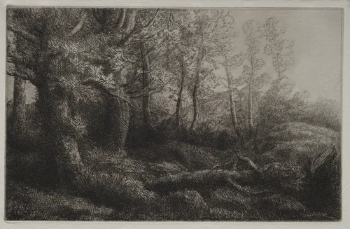 A Woodland Study by Alphonse Legros, print, 1857-1911