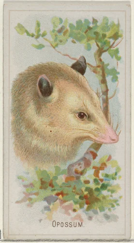 Opossum, from the Wild Animals of the World series (N25) for Allen & Ginter Cigarettes by Allen & Ginter, print, 1888