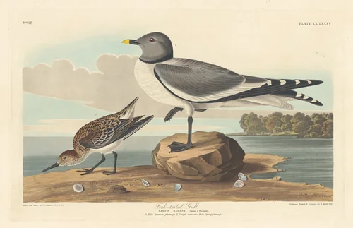 Fork-tailed Gull by Robert Havell, Jr.; John James Audubon, print, 1835