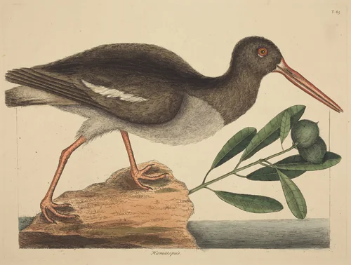 The Oyster-catcher (Hoematopus ostralegus) by Mark Catesby, print, 1731-1743