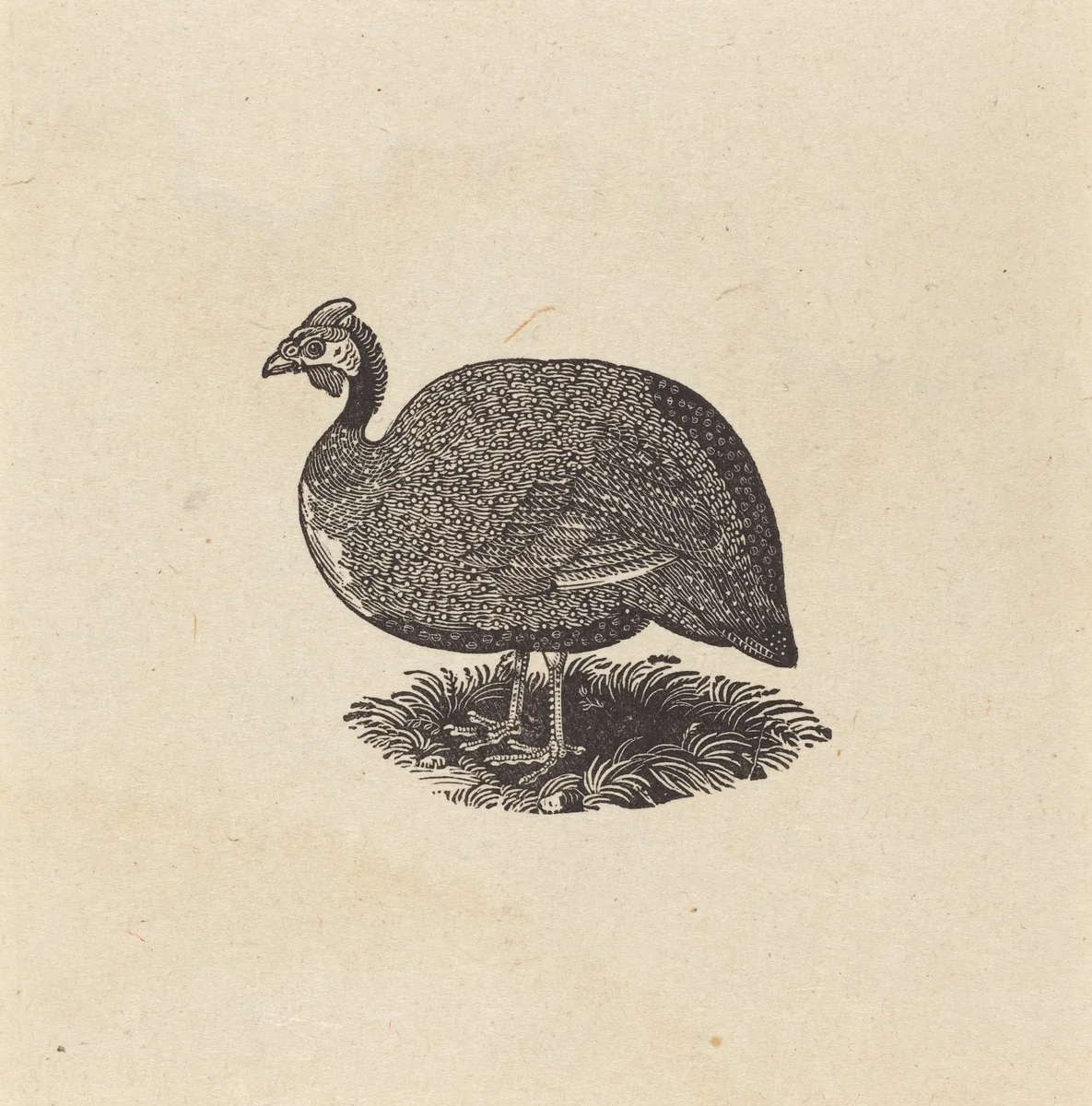 Guinea Hen by Thomas Bewick, print, 1800