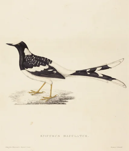 Enicurus Maculatus (Spotted Forktail) by Elizabeth Gould, print, 1804-1841