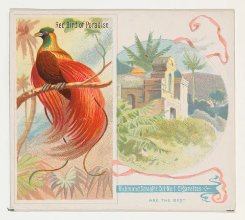 Red Bird of Paradise, from Birds of the Tropics series (N38) for Allen & Ginter Cigarettes by Allen & Ginter, print, 1889