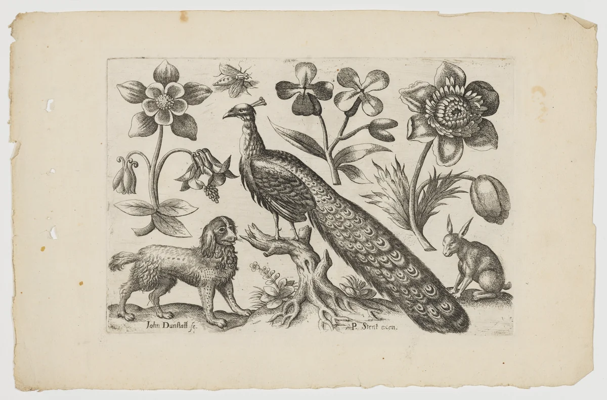 Peacock with Dog, Rabbit and Flowers by John Dunstall, print, 1648-1698