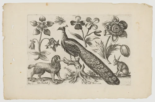 Peacock with Dog, Rabbit and Flowers by John Dunstall, print, 1648-1698