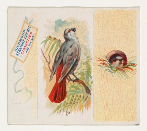 Bengali, from the Song Birds of the World series (N42) for Allen & Ginter Cigarettes by Allen & Ginter, print, 1890