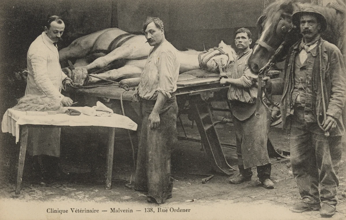Clinique vétérinaire Malvezin, Paris by Unidentified Photographer, photograph, 1905