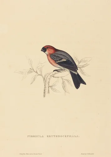 Pyrrhula Erythrocephala (Redheaded Bullfinch) by Elizabeth Gould, print, 1804-1841