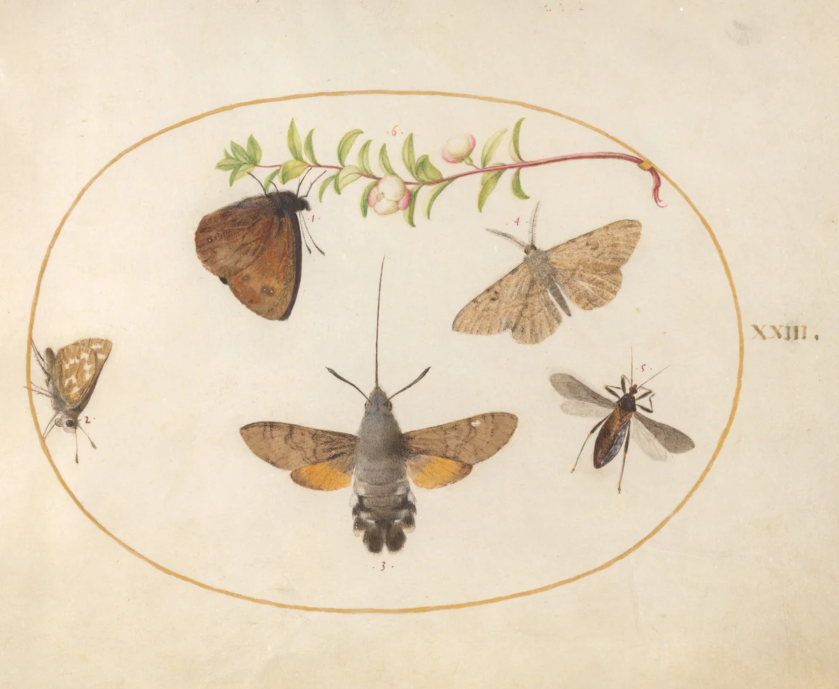 Plate 23: Hummingbird Hawk Moth, Butterflies, and Other Insects around a Snowberry Sprig by Joris Hoefnagel, drawing, 1570-1599