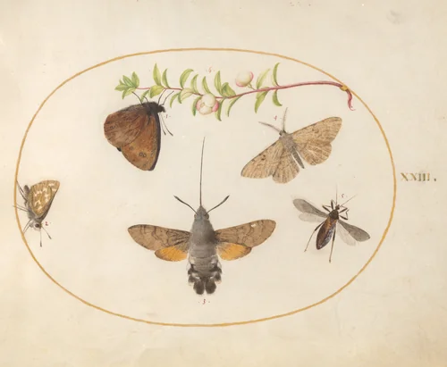 Plate 23: Hummingbird Hawk Moth, Butterflies, and Other Insects around a Snowberry Sprig by Joris Hoefnagel, drawing, 1570-1599