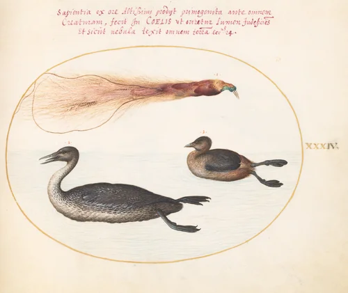 Plate 34: Bird of Paradise with Mereganser(?) and Grebe(?) by Joris Hoefnagel, drawing, 1570-1599