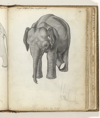 Jonge olifant by Jan Brandes, drawing, 1785