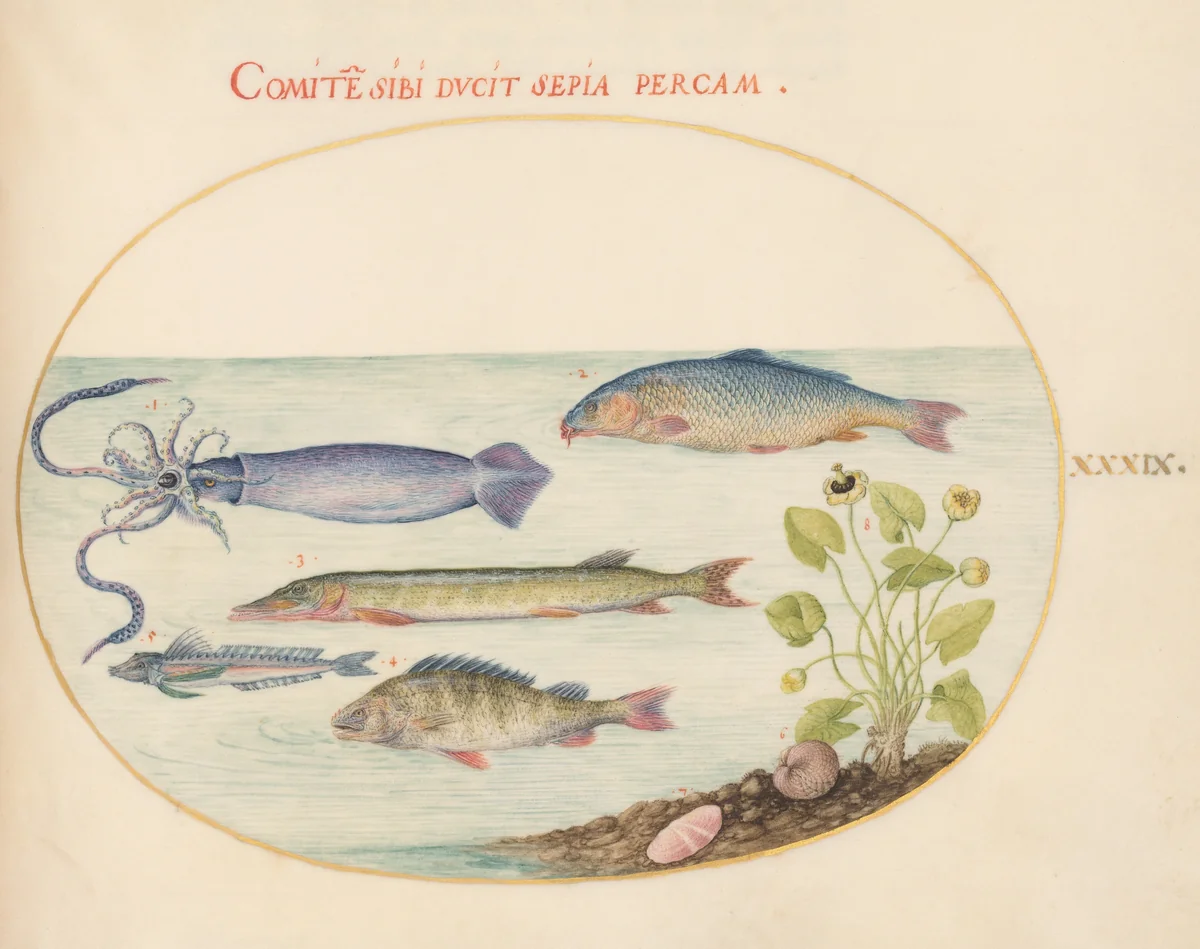 Plate 39: Squid, Gurnard, Pike, and Other Fish by Joris Hoefnagel, drawing, 1570-1599