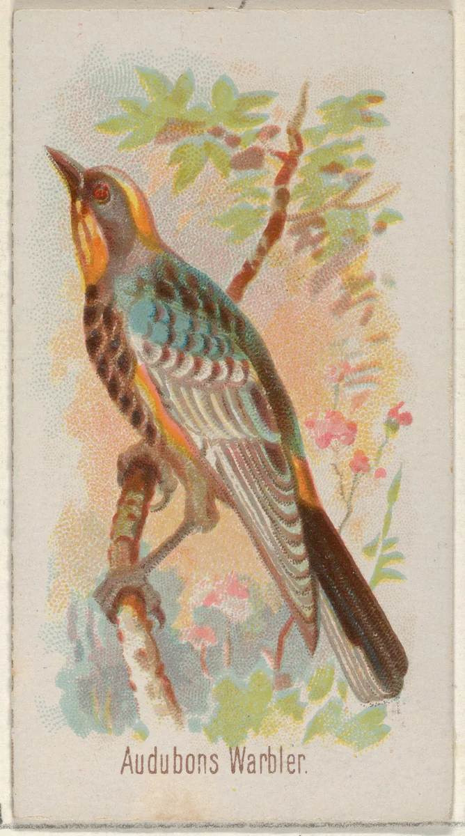 Audobons Warbler, from the Song Birds of the World series (N23) for Allen & Ginter Cigarettes by Allen & Ginter, print, 1890