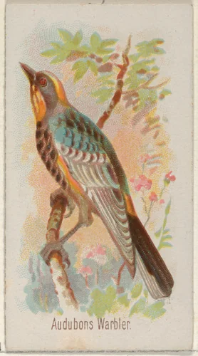 Audobons Warbler, from the Song Birds of the World series (N23) for Allen & Ginter Cigarettes by Allen & Ginter, print, 1890