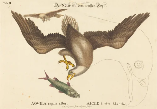 The Bald Eagle (Falco leucocephalus) by Johann Michael Seligmann, Mark Catesby, print, 1743-1762