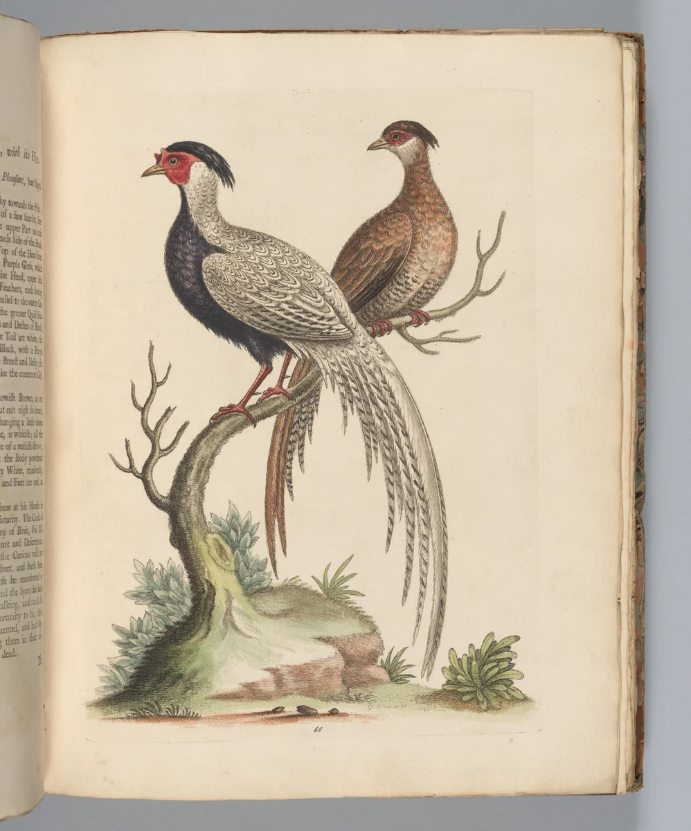 A Natural History of Uncommon Birds, and of Some Other Rare and Undescribed Animals... [Vols. 1-4] by George Edwards, book, 1743-1751