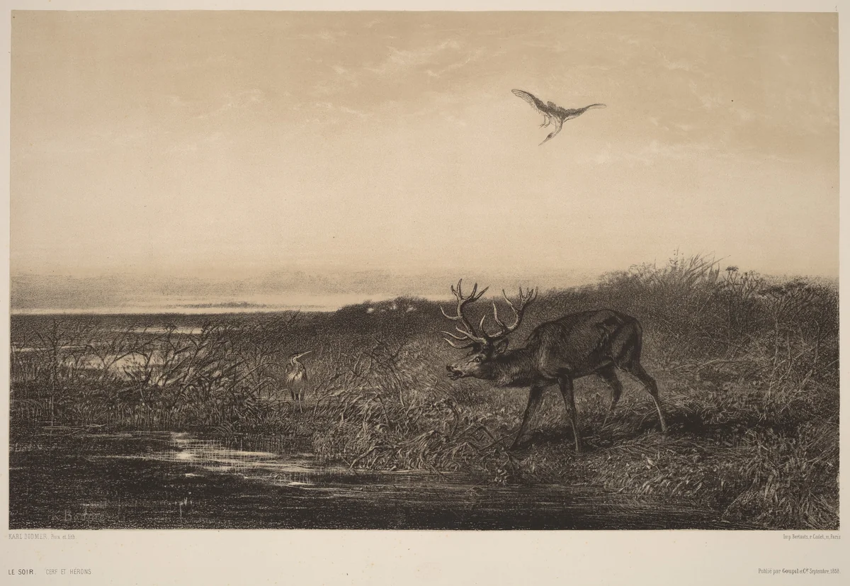 Le Soir. Cerf et Herons by Karl Bodmer, print, 1809-1893