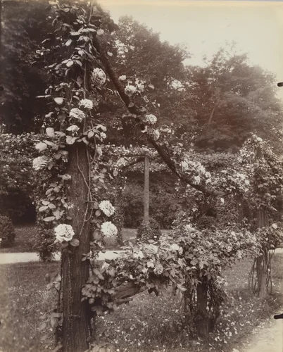 Roseraie by Eugène Atget, photograph, 1921