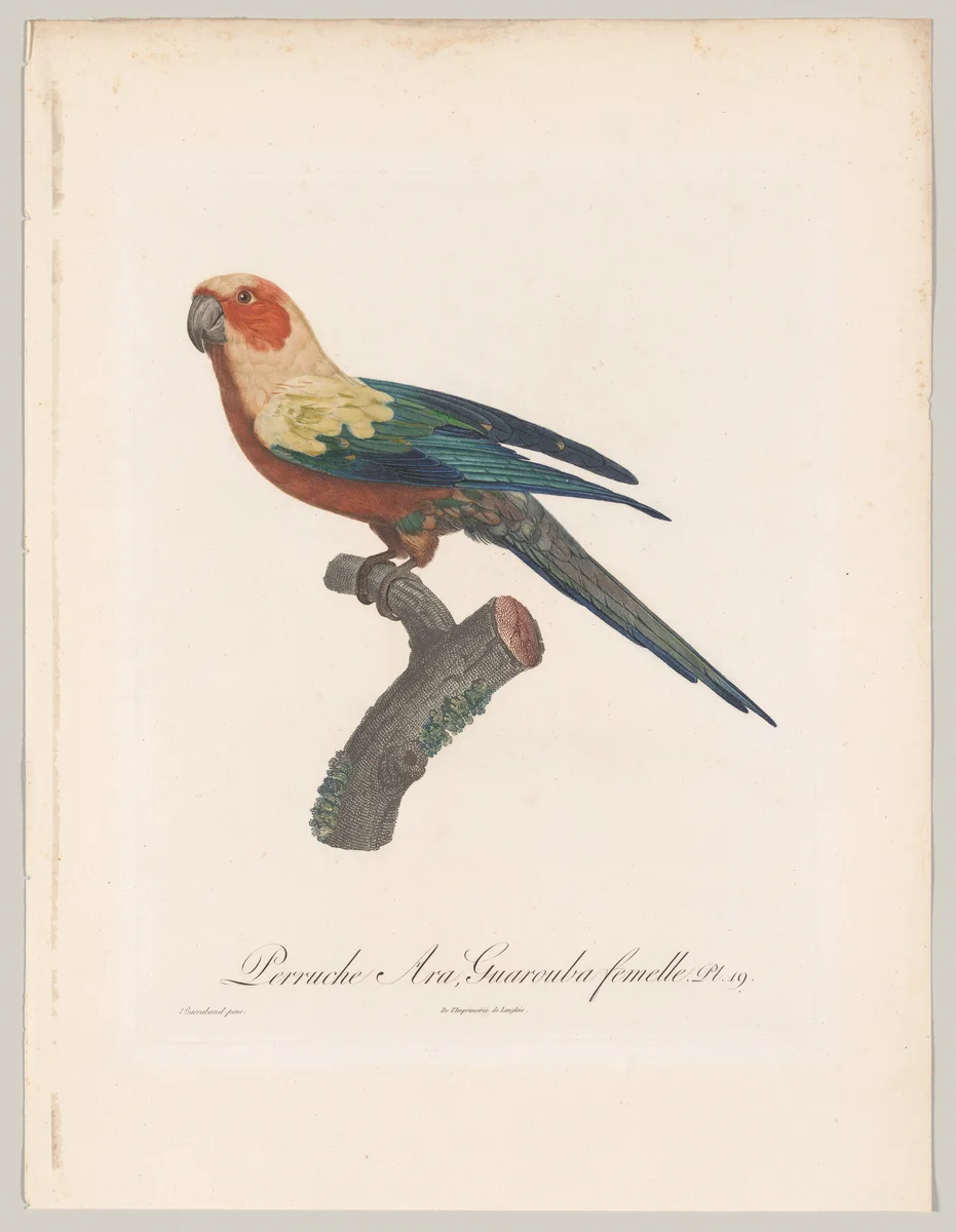 Plate 19, from "Histoire naturelle des perroquets" by François Levaillant, print, 1801-1806