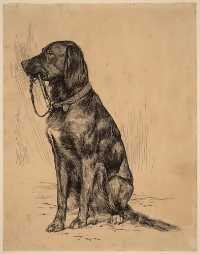 Aldrich's Dog by Arthur B. Davies, drawing, 1885-1889