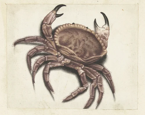 Zeekrab by anonymous, drawing, 1560-1585