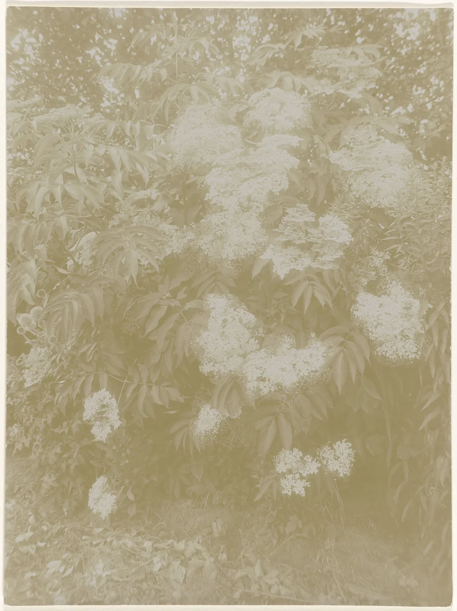 Bloeiende vlierbes by Richard Tepe, photograph, 1900-1940