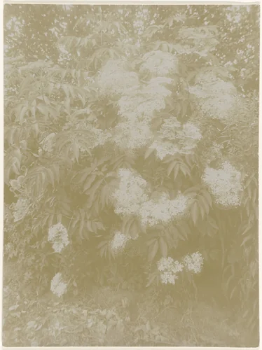 Bloeiende vlierbes by Richard Tepe, photograph, 1900-1940