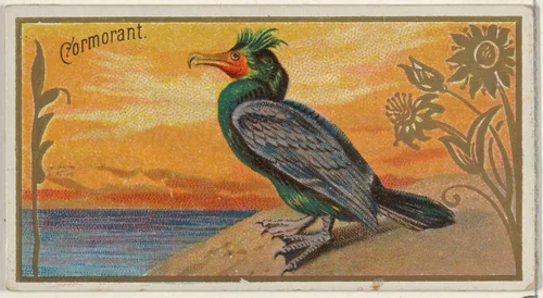 Cormorant, from the Game Birds series (N13) for Allen & Ginter Cigarettes Brands by Allen & Ginter, print, 1889