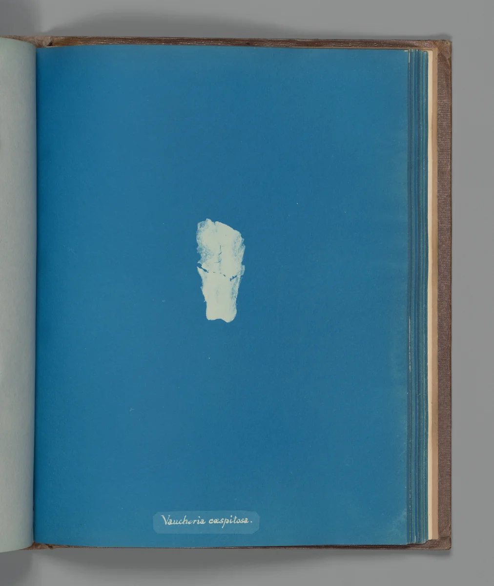 Vaucheria cæspitosa by Anna Atkins, photograph, 1851-1855