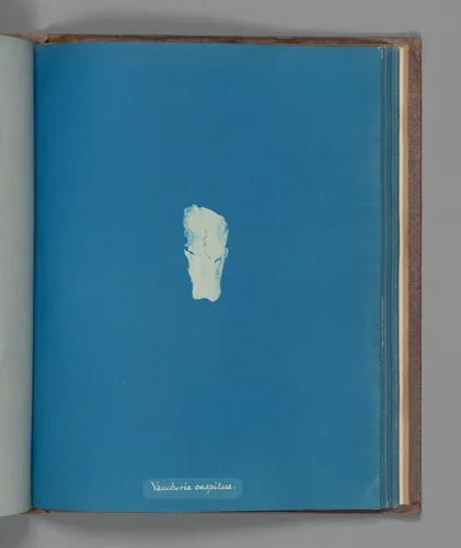 Vaucheria cæspitosa by Anna Atkins, photograph, 1851-1855